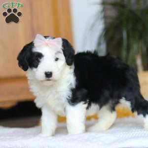 Jellybean, Mini Sheepadoodle Puppy